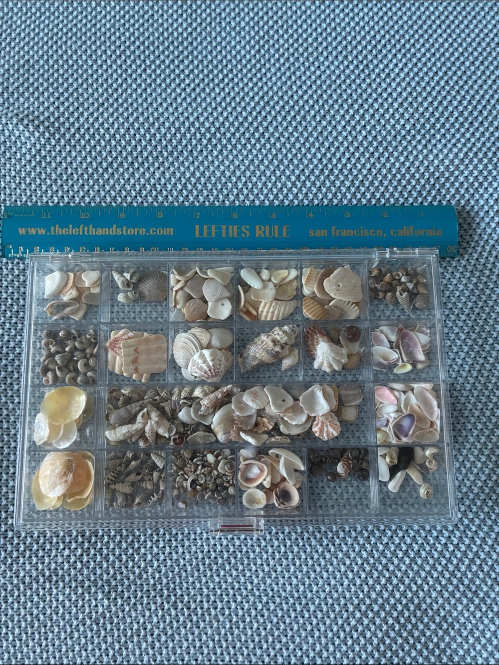 Assorted Sea Shell Mix in Compartment Organizer - Neutral Tones